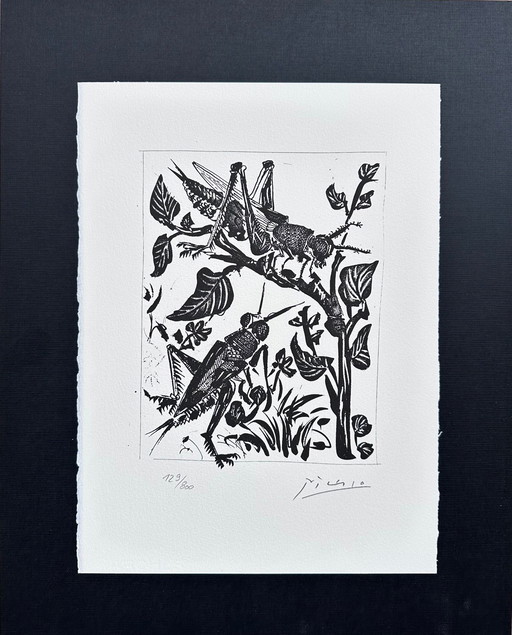 Pablo Picasso ( 1881-1973 ) Belle lithographie des sauterelles