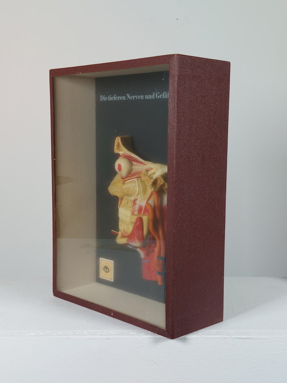 Image 1 of Medical wax model, Hygiene Museum Dresden, teaching model, display case, facial nerves