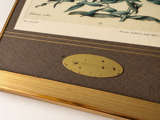 2 Stampe d'Arte Vintage Jacopo Ligozzi – Uffizi Firenze – Incorniciate – Litografie e stampe, Paper (photo 4 of 9)