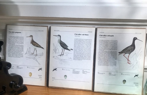Illustrations oiseaux d'Europe
