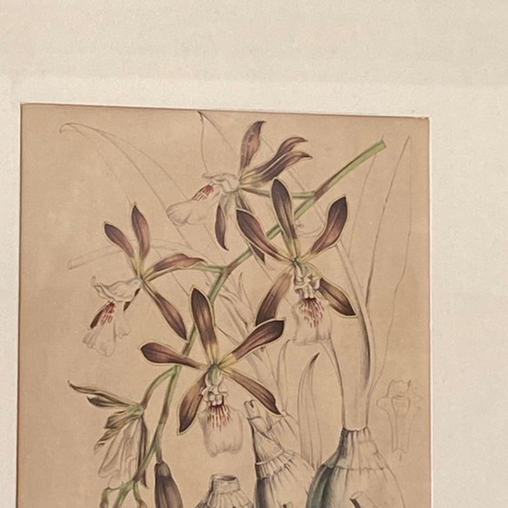 Image 1 of Antieke schildering van een orchidee, lithografie