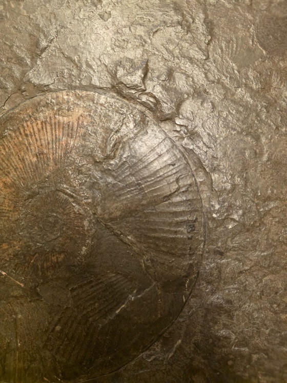 Studio Draenert Brutalist Coffee table – Round Oil Shale with Fossils (Ø 120cm) – Stone (photo 3 of 5)