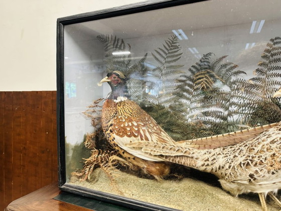 Antique Stuffed Pheasants in Display Case – Decorative Objects, Glass, Wood (photo 6 of 11)