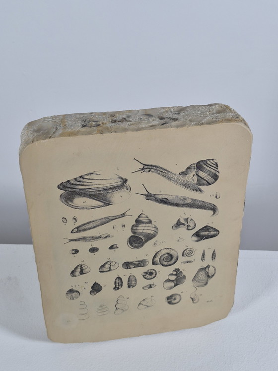 Antique Lithographic Stone Printing Stone Mollusks Snails Shells – Decorative Objects, Paper (photo 3 of 13)