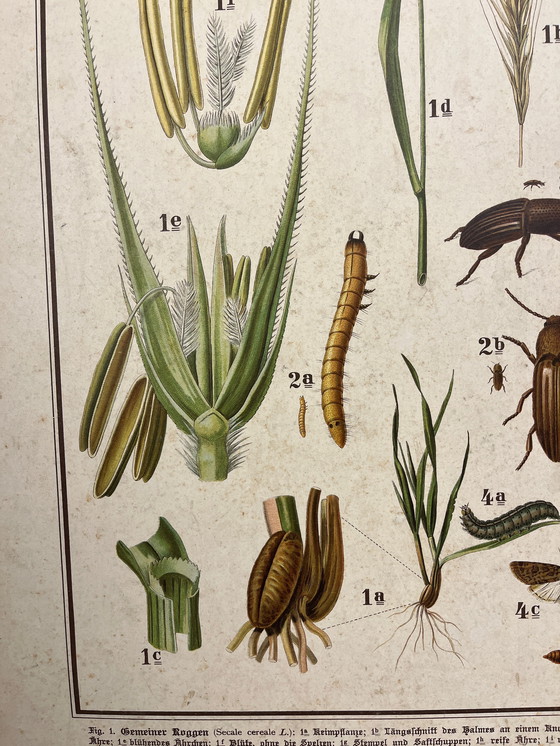 Image 1 of Pannello didattico, pannello scolastico, pannello espositivo, litografia, probabilmente intorno al 1900 - 64 cm