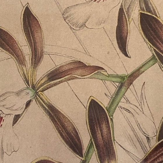 Image 1 of Antieke schildering van een orchidee, lithografie