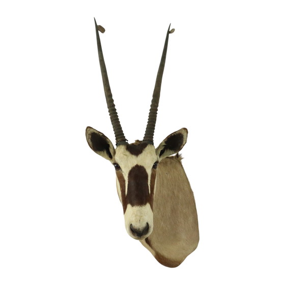 Image 1 of Taxidermie de l'antilope Oryx montée Gemsbok