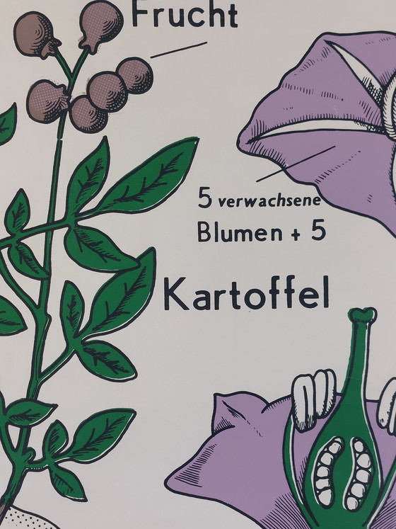 Image 1 of Vintage roll-up map, teaching aid, biology, nightshade plant, wall map