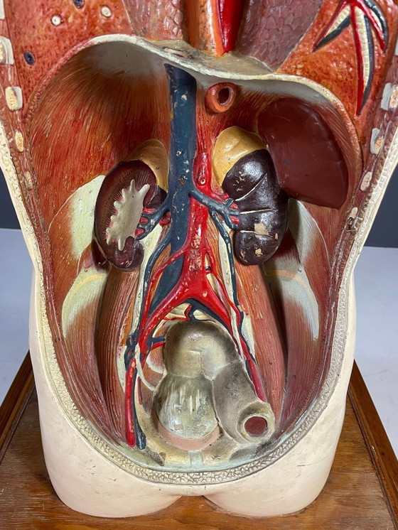 Image 1 of Anatomisch menselijk model, leermiddel, Tsjecho-Slowakije, jaren 1960
