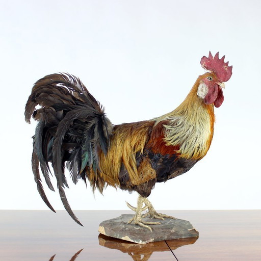 Grand coq taxidermique allemand ancien, début des années 1900