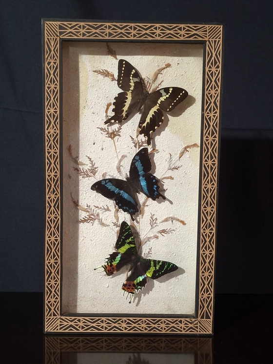Image 1 of Butterfly collection set
