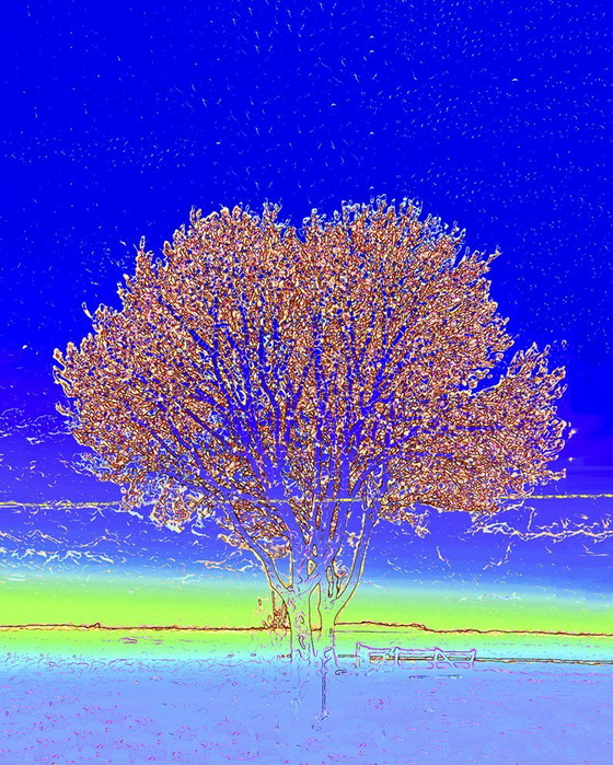 Image 1 of Albero della vita Sijbranda