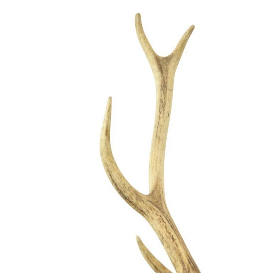 Image 1 of Tête de cerf montée cerf rouge avec bois