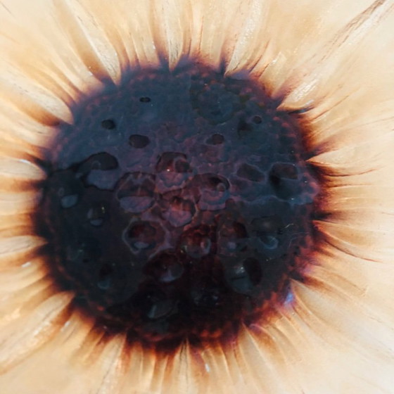 Image 1 of Plato con forma de girasol en vidrio moldeado y prensado, circa 1960.