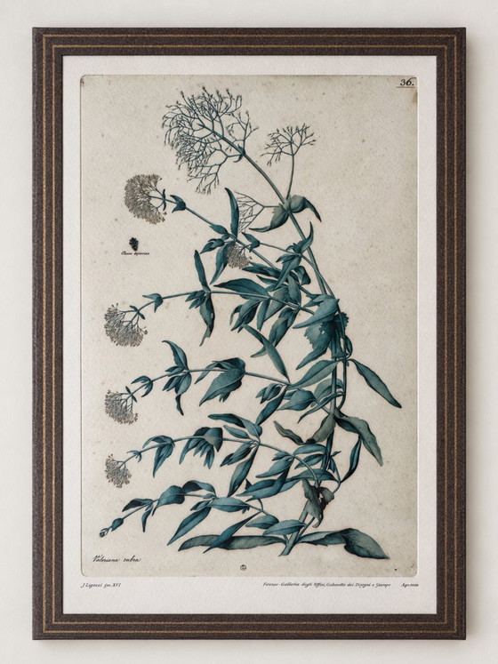 2 Stampe d'Arte Vintage Jacopo Ligozzi – Uffizi Firenze – Incorniciate – Litografie e stampe, Paper (photo 7 of 9)