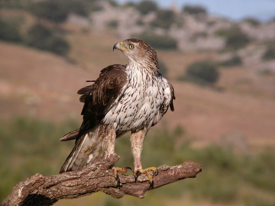 Image 1 of Águila perdicera/águila halcón elaborada con fibras naturales,