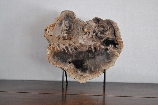 Section or piece of petrified wood on its stand (rerf 3174)