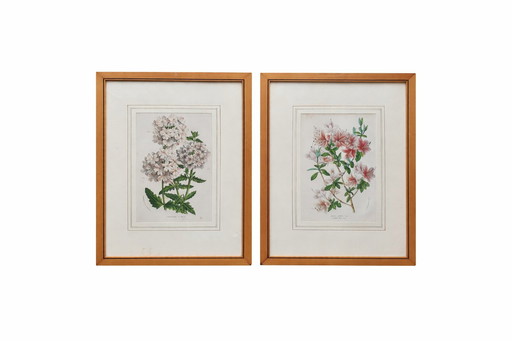 Twee ingelijste bloemenprenten - jaren 1950/60