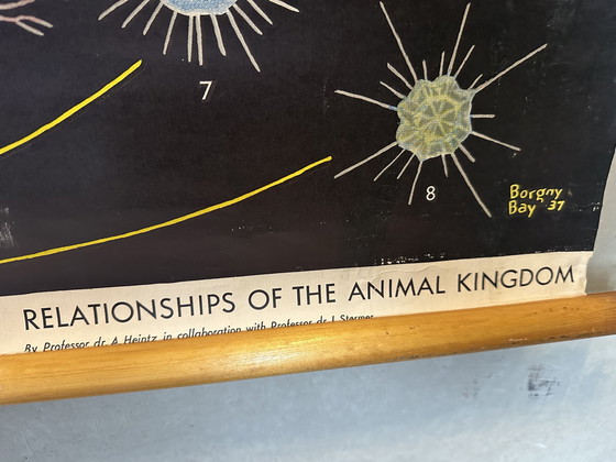 Image 1 of XL vintage linnen schoolkaart - ‘Relationships of the Animal Kingdom’