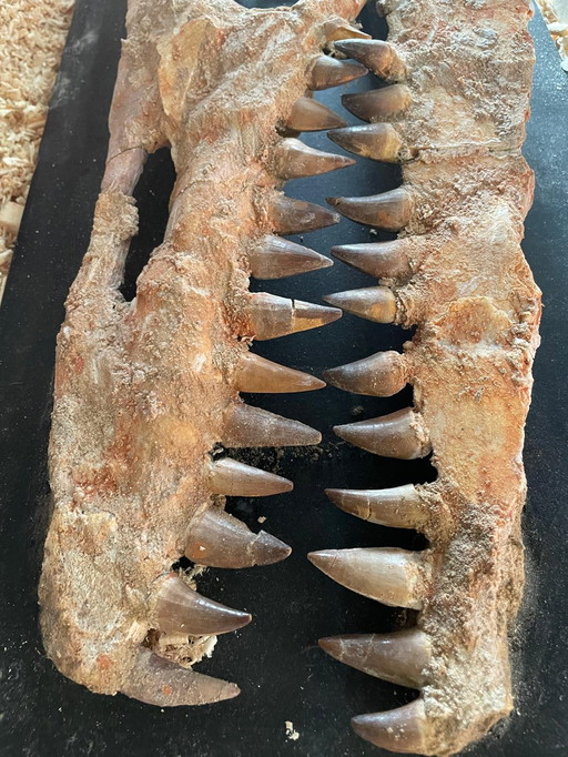 Zeldzame Mosasaurus-kaak in vitrine – Authentiek zeeroofdier