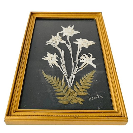 Image 1 of Vintage schilderij met gedroogde bloemen uit het midden van de vorige eeuw, Edelweiss, jaren 50