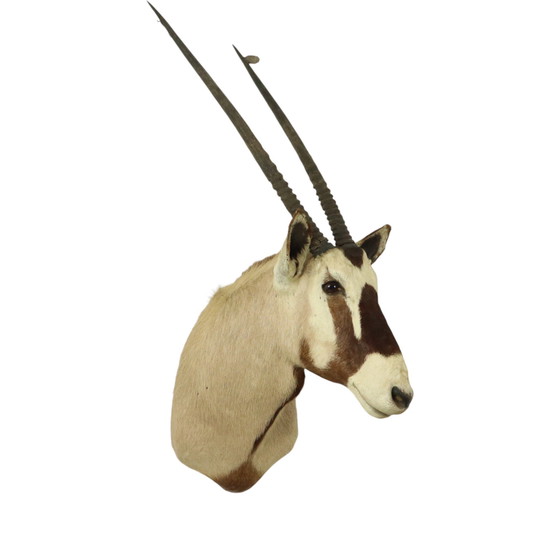 Image 1 of Taxidermie de l'antilope Oryx montée Gemsbok
