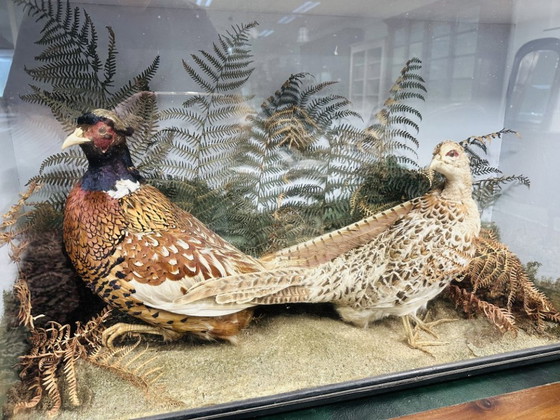 Antique Stuffed Pheasants in Display Case – Decorative Objects, Glass, Wood (photo 11 of 11)