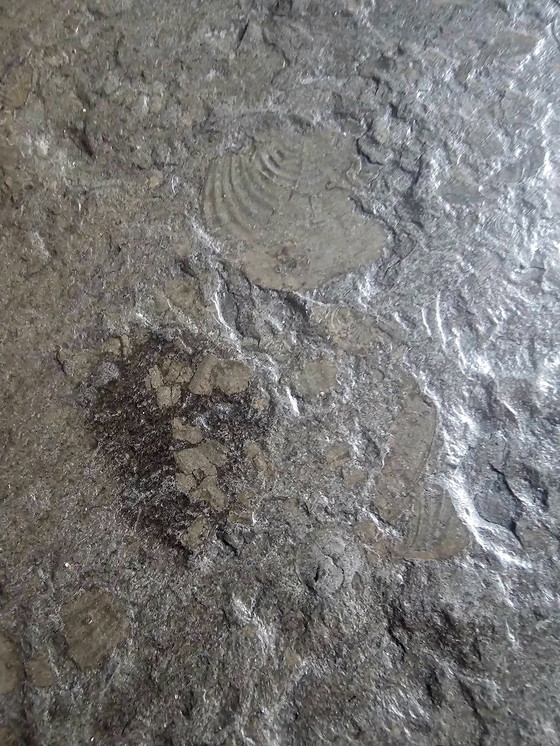 Image 1 of Mesas de centro de diseño de los años 70 con fósiles.