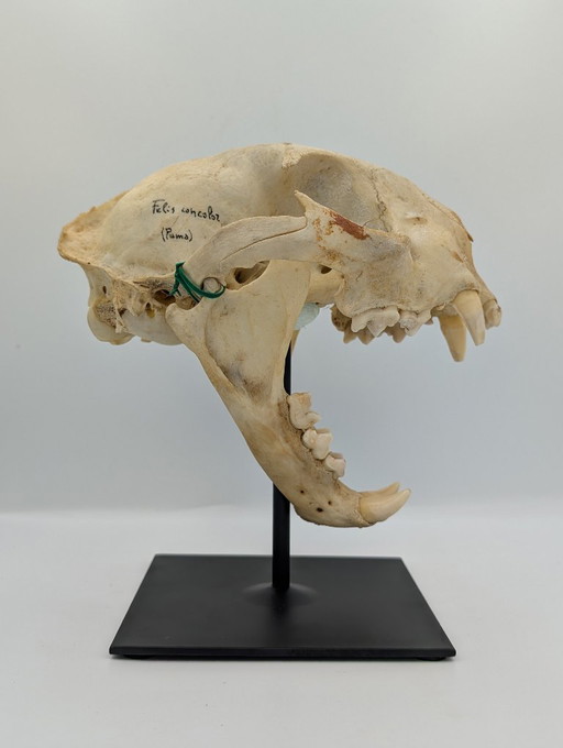 Antique Puma skull | taxidermy