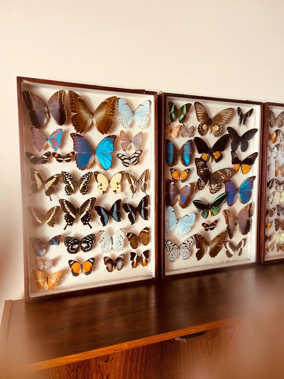 Image 1 of Unique ! 3 armoires papillon vintage exotiques