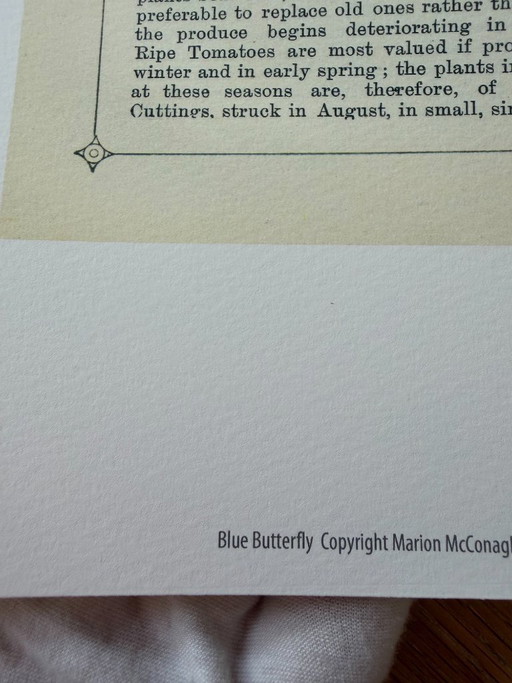 Vlinder, copyright Marion McConaghie, gedrukt in het Verenigd Koninkrijk