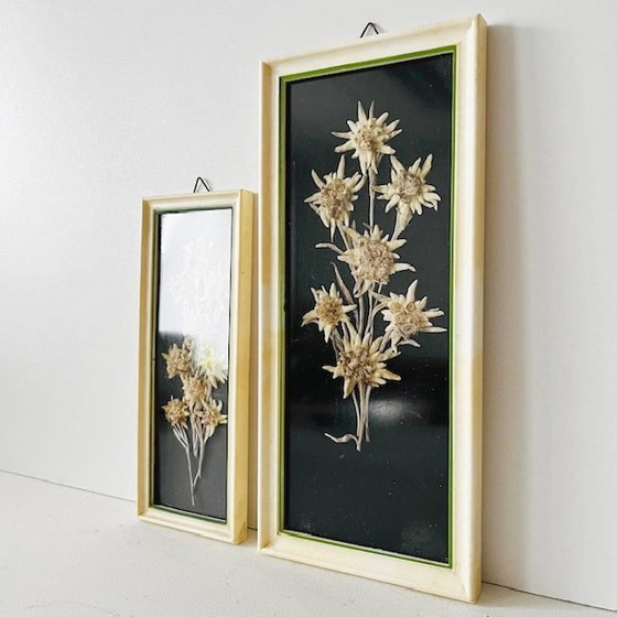 Image 1 of Set vintage di dipinti di fiori secchi di metà secolo Edelweiss, anni '50