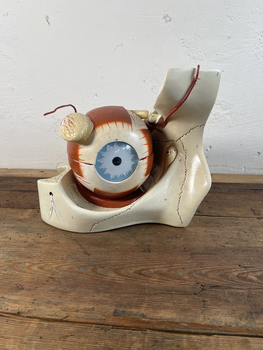 Vintage 1960s Chicago anatomical model eye medicine model 
