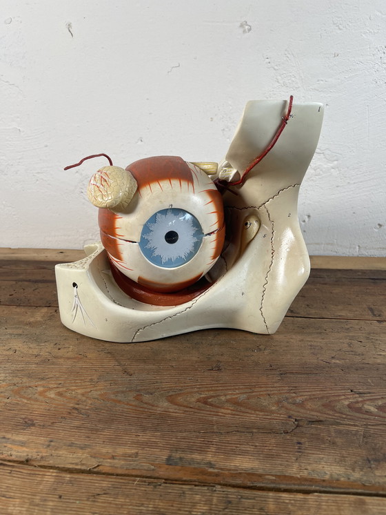 Image 1 of Vintage 1960s Chicago anatomical model eye medicine model 