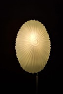 Schelpvormige plafondlamp