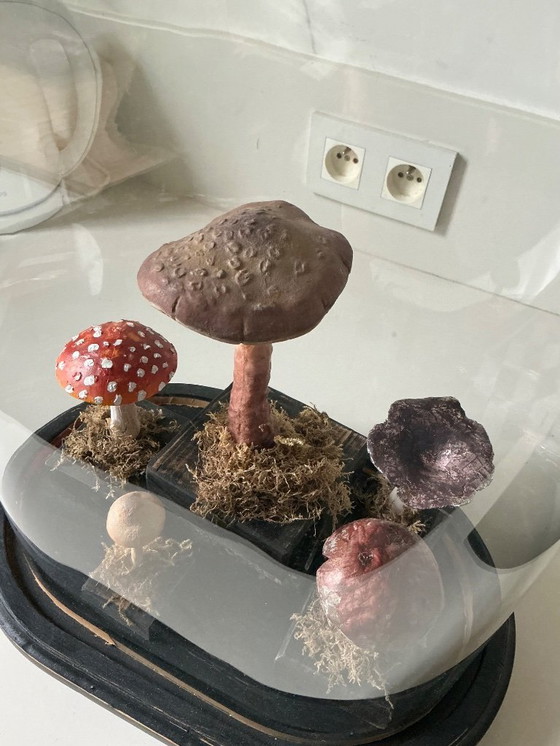Image 1 of Antique bell jar with vintage educational mushrooms