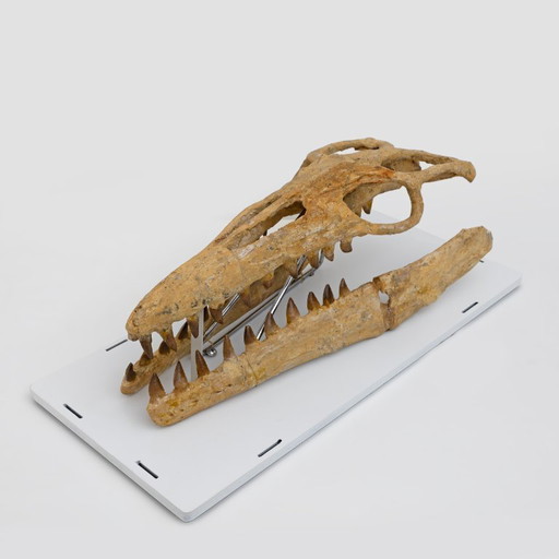 Cranio fossilizzato di un rettile marino preistorico, il Mosasauro, risalente a 70 milioni di anni fa