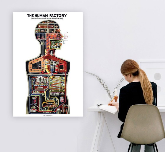 Image 1 of The human factory - Sketch of the body's functions - 1931 - Poster 61 x 91 cm