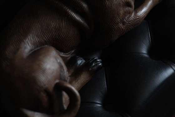 Image 1 of Bild eines Hundes