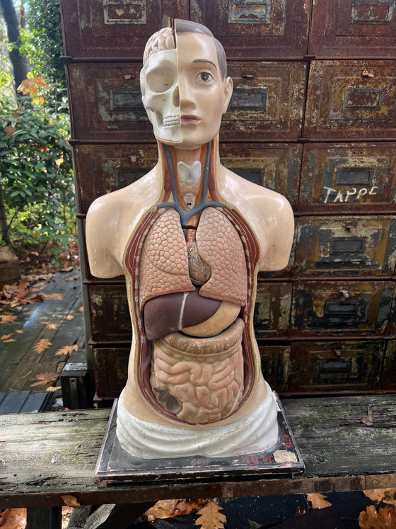 Medical Training Torso. – Sculpture, Other (photo 2 of 15)