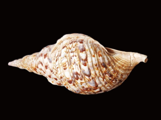 Image 1 of Grande corno di tritone - Conchiglia di tritone - Charonia tritonis - 33 cm