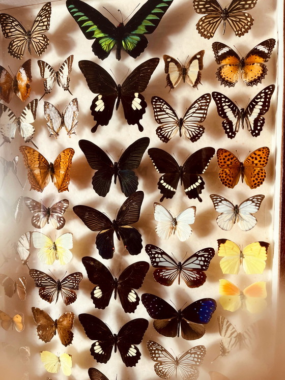 Image 1 of Unici! Vetrine esotiche vintage a forma di farfalla.