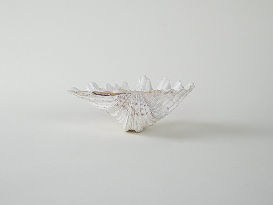 Image 1 of Concha decorativa Tritón, estilo bohemio, años 80