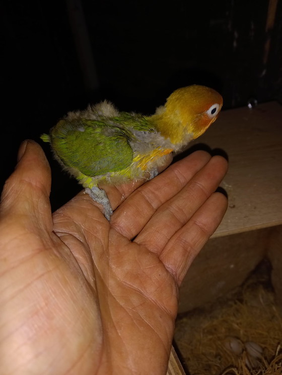 Image 1 of Inséparables à apprivoiser à la main