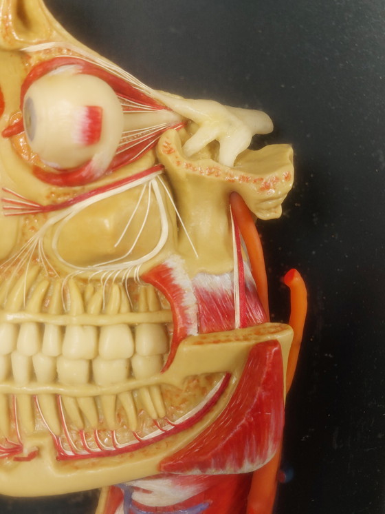 Image 1 of Medical wax model, Hygiene Museum Dresden, teaching model, display case, facial nerves