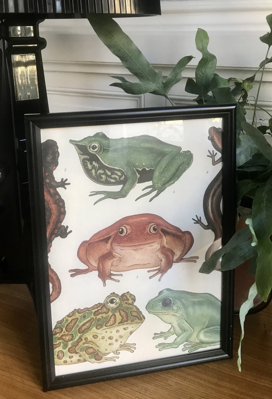 Framed picture Frogs | €10 | Whoppah