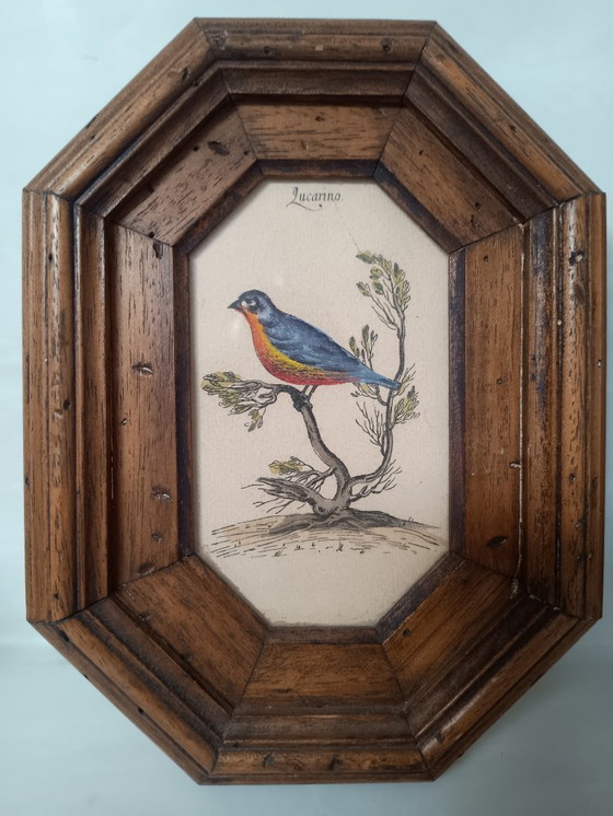 Image 1 of Exposition italienne d'une fauvette mélodieuse et d'un serin d'Europe.