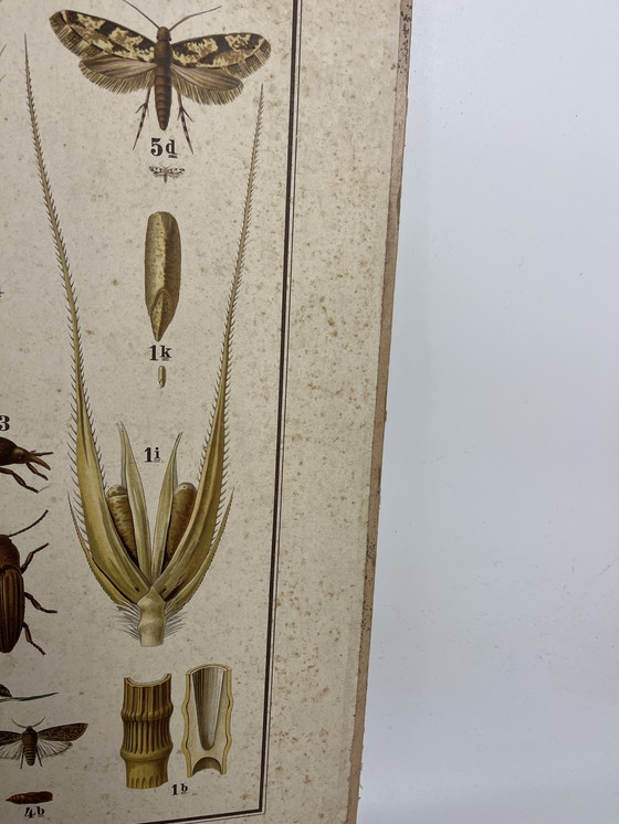 Image 1 of Pannello didattico, pannello scolastico, pannello espositivo, litografia, probabilmente intorno al 1900 - 64 cm