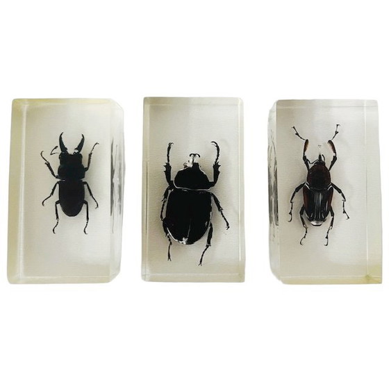 Image 1 of Resin insect set neushoornkever vliegend hert bamboe snuit kever presse-papier 1980's