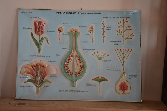 Image 1 of Unieke Vintage  - oude schoolplaat bloemen - oude Duitse schoolkaart - schoolplaat botanica - planten - biologie - plasticplaat